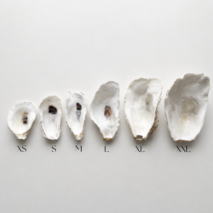 Undersea Shells Oyster Shell Jewelry Dish